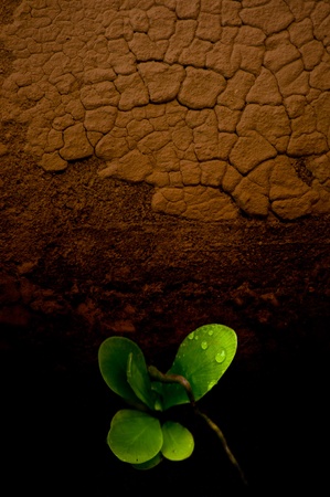 close up fern leaves on the cracked groundの写真素材