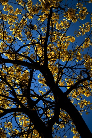  India Yellow tree and the blue sky