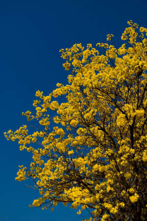  India Yellow tree and the blue sky