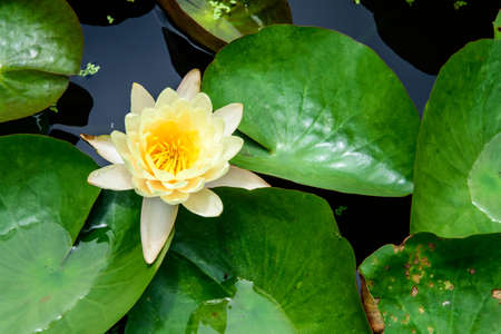 Water Lily with Lotus Leaf on Pondの写真素材