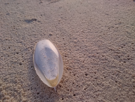 Cuttlebone on the beachの写真素材