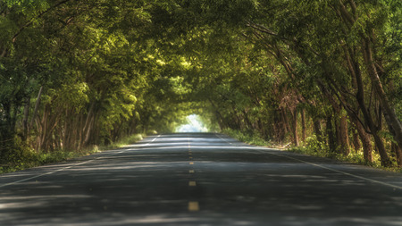 Tunnel of trees in thailandの写真素材
