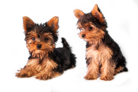 Cute Yorkshire Terrier puppy on the white backgroundの写真素材