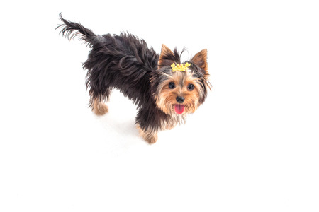 Yorkshire Terrier puppyの写真素材