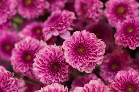 Pink flowersの写真素材