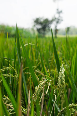 Rice in paddy field, Magelang, Indonesiaの写真素材