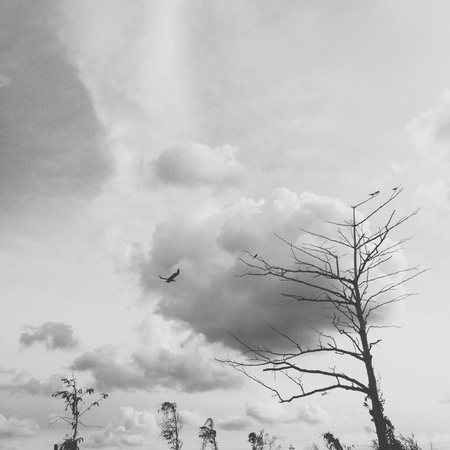 A large dead tree left abandonedの素材
