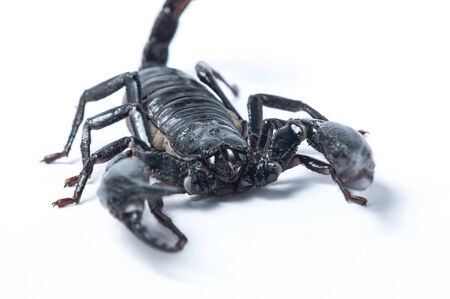 Asian Forest Scorpion - Heterometrus spiniferの写真素材