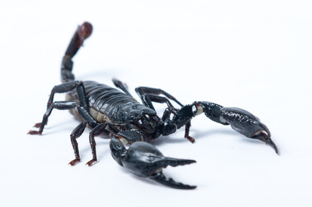 Asian Forest Scorpion - Heterometrus spiniferの写真素材