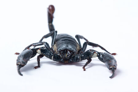 Asian Forest Scorpion - Heterometrus spiniferの写真素材