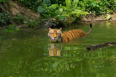 Tiger Swimming in the zooの写真素材