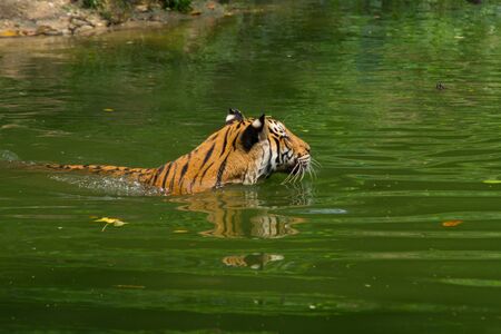 Tiger Swimming in the zoo