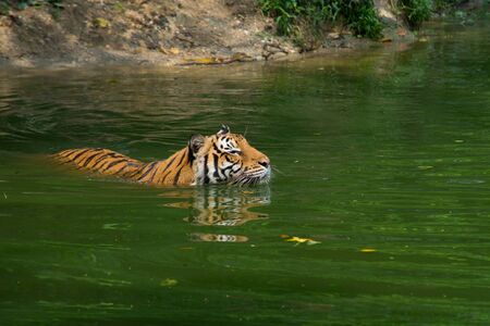 Tiger Swimming in the zooの写真素材