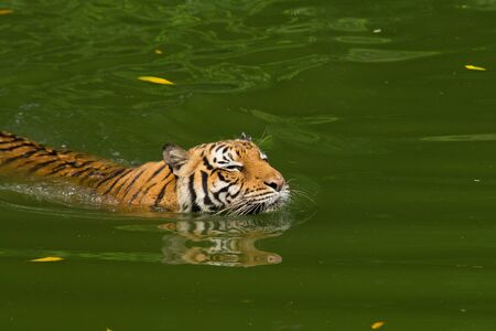 Tiger Swimming in the zooの写真素材
