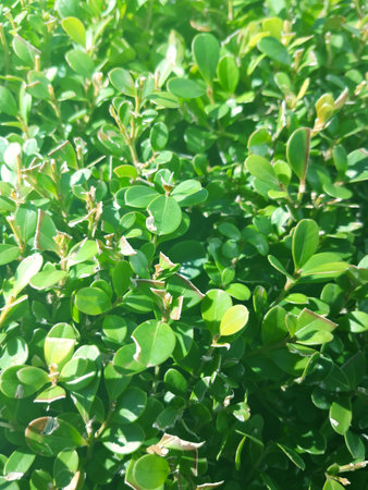 Green leaves background. Natural green leaves background. Green leaves background.