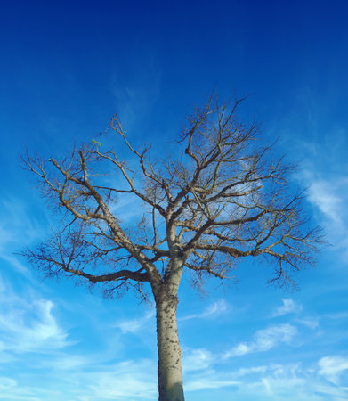 Dead tree against blue sky with white clouds, 3D illustration.