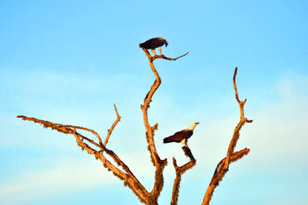 eagles on a tree in the sunset raysの写真素材
