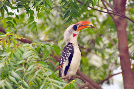 Red-billed Hornbill in the tree crown. Birds of East Africa