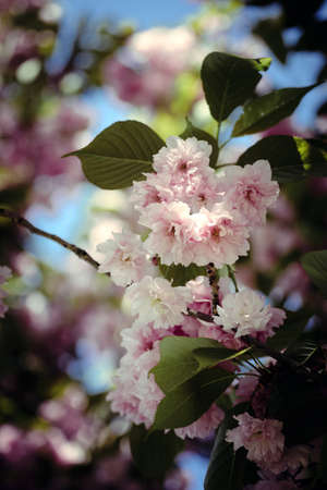 Close-up of a cherry blossom branch in a retro film style
