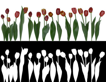 Photorealistic 3d illustration of tulips with alpha channel for easy selection and editingの写真素材