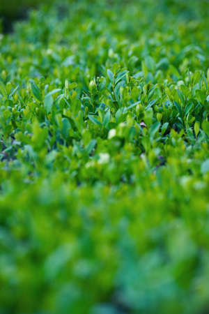 Photo of a dense green bush with the effect of depth of fieldの写真素材
