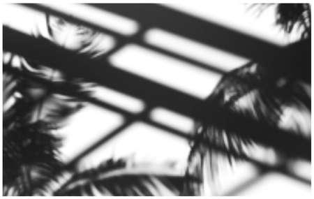 Realistic vector illustration of soft shadows overlay from palm branches and architectural elements