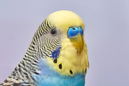 male of a wavy parrot, head close upの写真素材