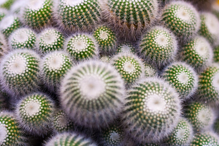 Cluster of Cactus Plants, Close Up Full Frame