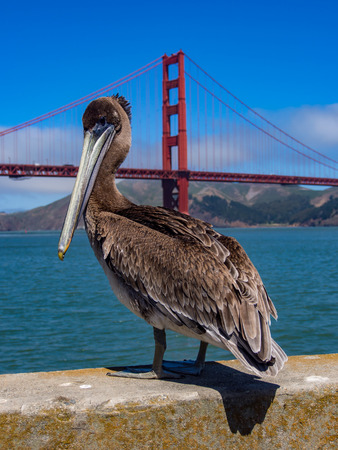 Brown Pelican with Golden Gate Bridge in Backgroundの写真素材