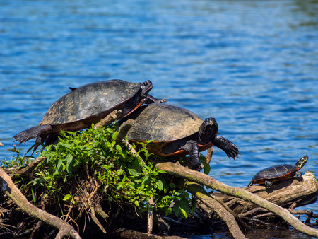 Turtles on Branches in a Lakeの写真素材