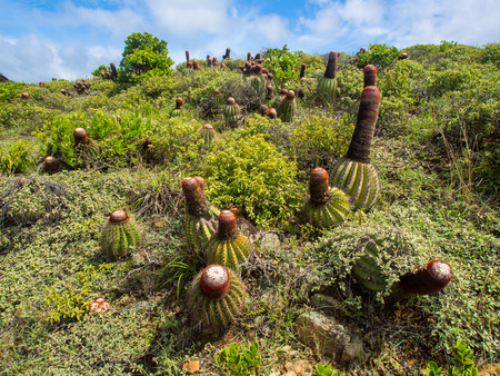 Patch of Cactus and Arid Flora, St. John, Virgin Islandsの写真素材