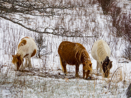 Ponies, Wild Pony, Grayson Highlands, Three Animals, Snow Winter