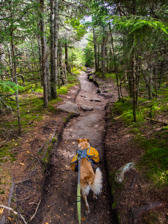 Dog with Backpack Hiking through Woodsの写真素材