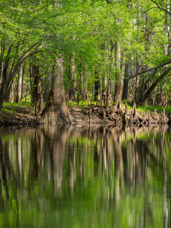 Tree Lined Banks of Cedar Creek, Congaree National Parkの写真素材