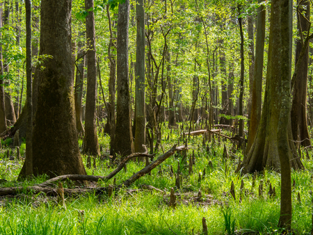 Cypress Forest in Congaree National Parkの写真素材
