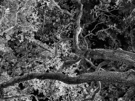 Full Frame, Branches of Oak Tree at Night, Black and White, High Contrast