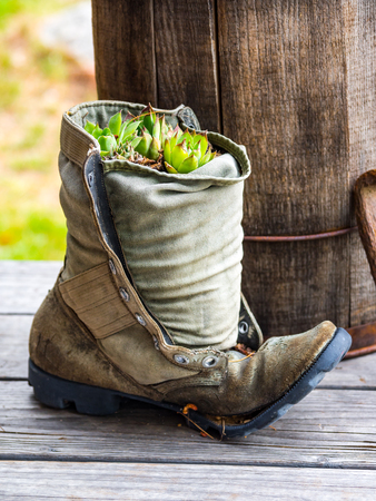 Old Canvas Boot, Shoe used as Planter, Succulent, Plant