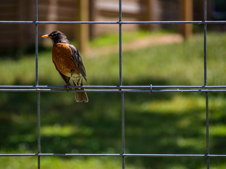 Robin on Wire Fenceの写真素材