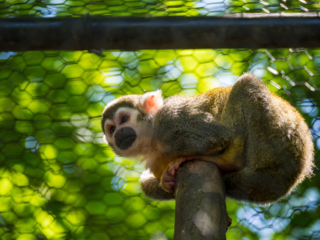 Squirrel Monkey on Branch in Cage, Zoo Animal, Outdoor Enclosure, Sunlight and Trees