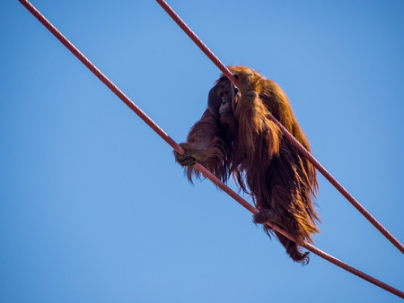 Orangutan on Climbing Ropes Against Blue Sky, Zoo Animalの写真素材