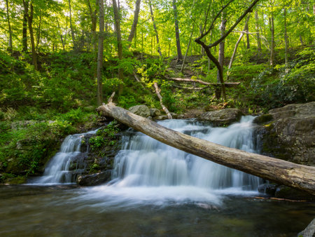Waterfall Along Creek in Lush Green Forestの写真素材