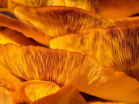 Orange Mushrooms Close Up, Jack O Lantern Fungusの写真素材