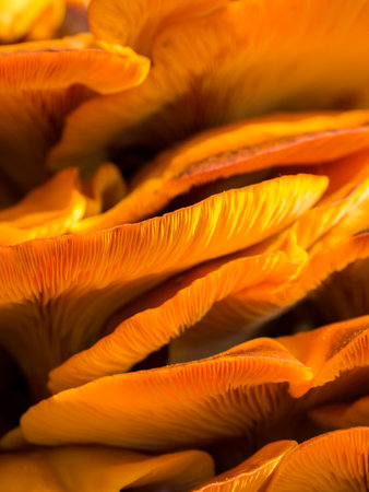 Orange Mushrooms Close Up, Jack O Lantern Fungusの写真素材