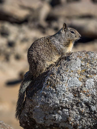 California Ground Squirrel sitting on a rock.の写真素材