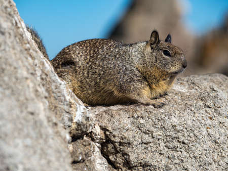 California Ground Squirrel sitting on a rock.の写真素材
