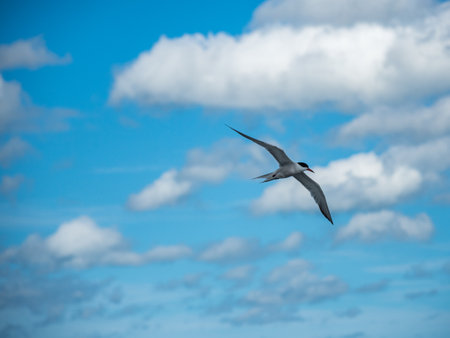 Tern in flight over ocean, bird with wings spread in flight.の写真素材