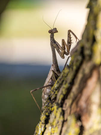 Praying Mantis on Tree Branch, Close Upの写真素材