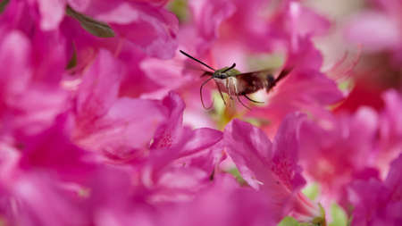 Clearwing Hummingbird Moth Flying Among Pink Flower Blossomsの写真素材