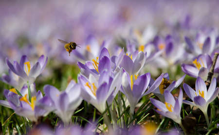 Honeybee Hovers Near Purple Crocus Blossoms, Collecting Pollen