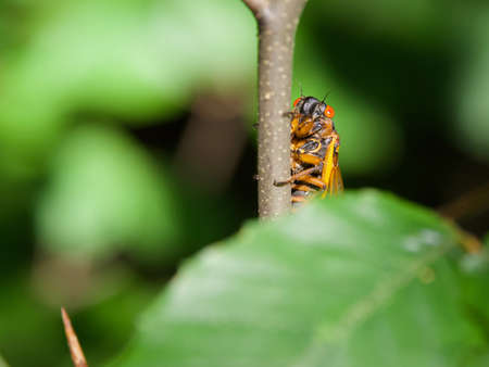 Large Periodical Cicada on a Tree Branch, Brood X Cicada Close Upの写真素材